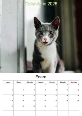 calendario de gatos 2025 2