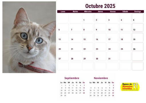 Calendario de gatos año 2025 formato A4, 12 €, envío gratis a España - Image 11