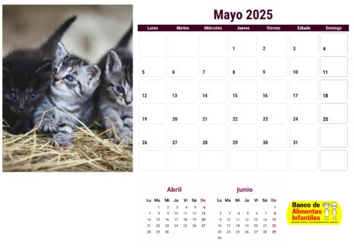 Calendario de gatos año 2025 formato A4, 12 €, envío gratis a España - Image 6