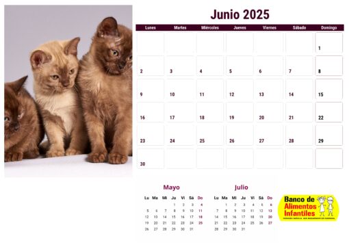 Calendario de gatos año 2025 formato A4, 12 €, envío gratis a España - Image 7